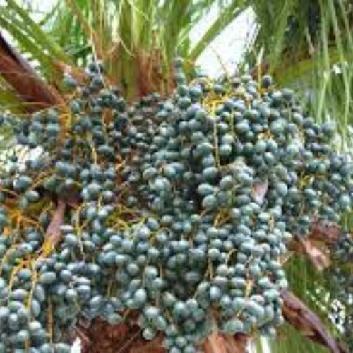 Livistona Palm Fruit Tree Manufacturer & Supplier in India 